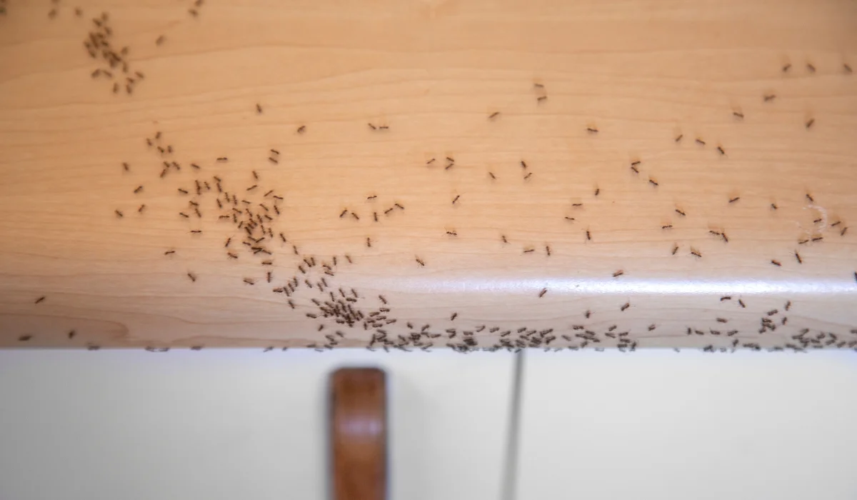 Featured image for “How to Keep Ants Out of Your House: Prevention Tips That Actually Work”