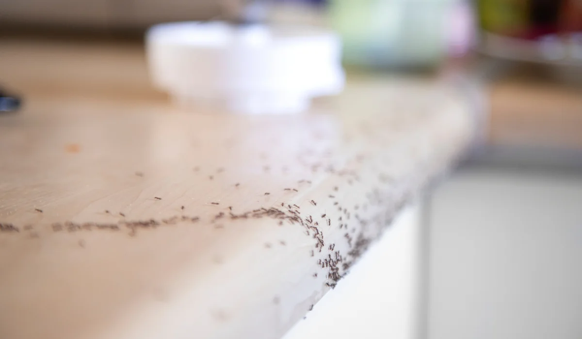 ants in kitchen