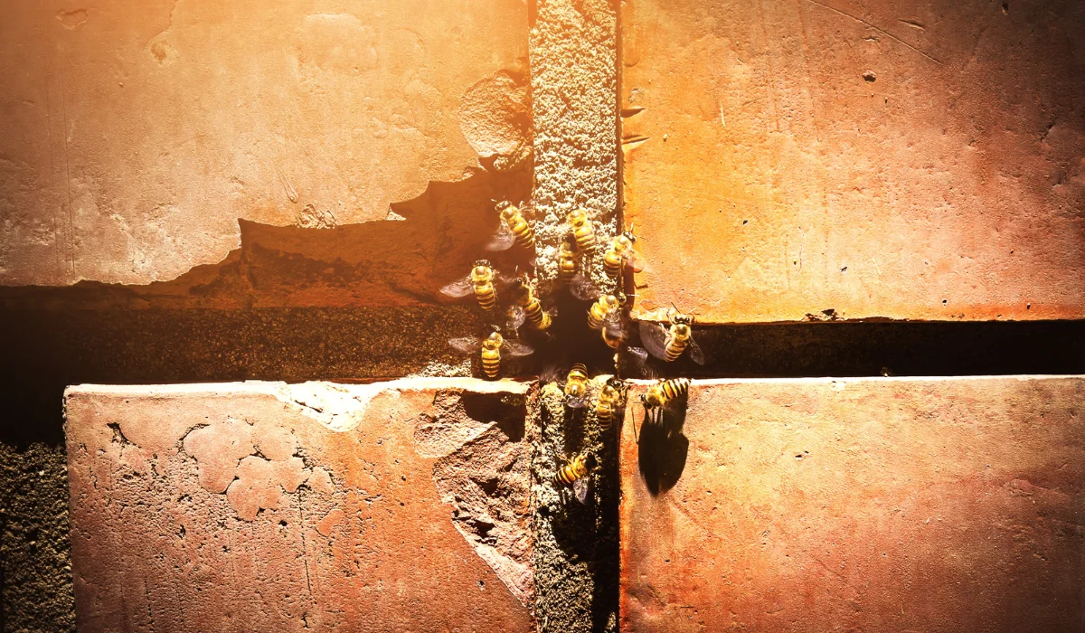 Bees make nests in holes in brick walls