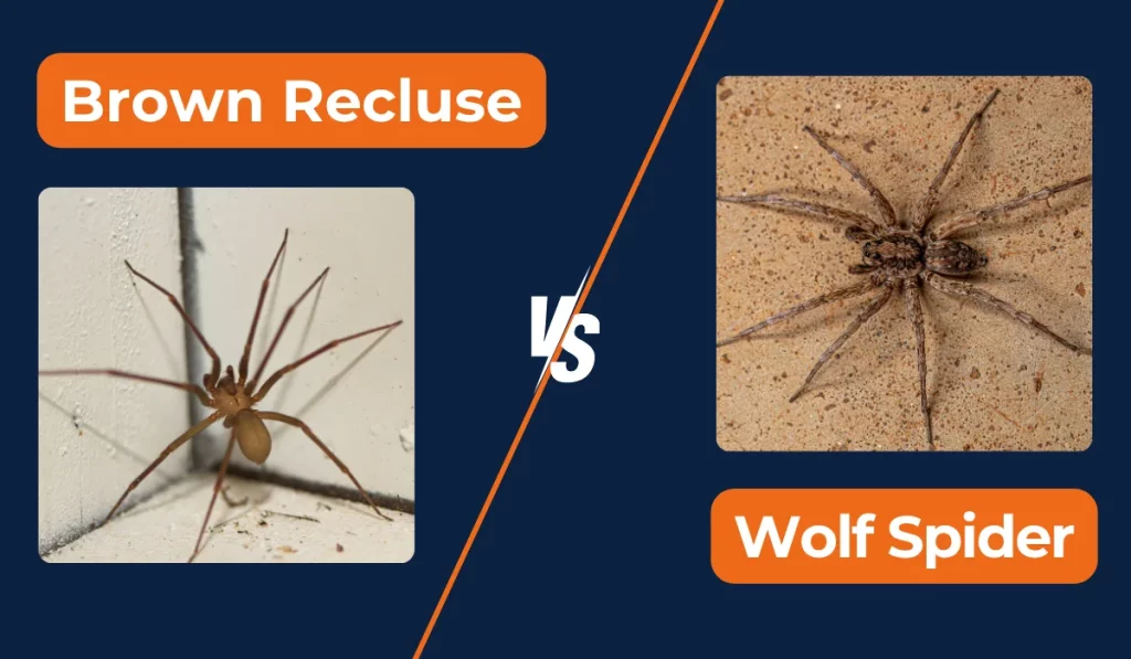 Brown Recluse vs Wolf Spider: Key Differences