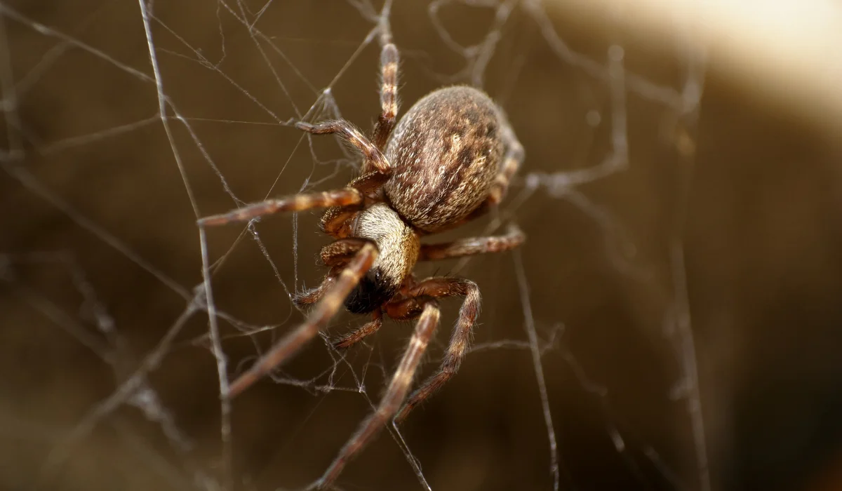 Featured image for “How to Get Rid of Spiders in Homes Across South Dakota”