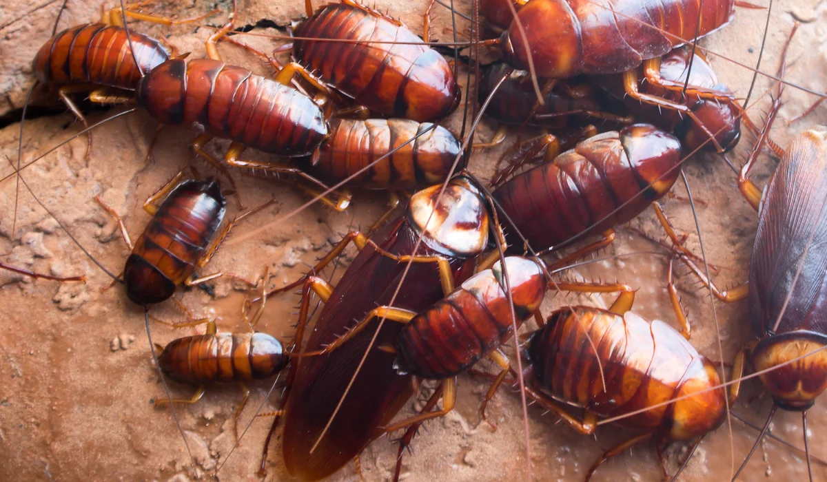 Featured image for “Signs of a Cockroach Infestation in Mitchell Homes”